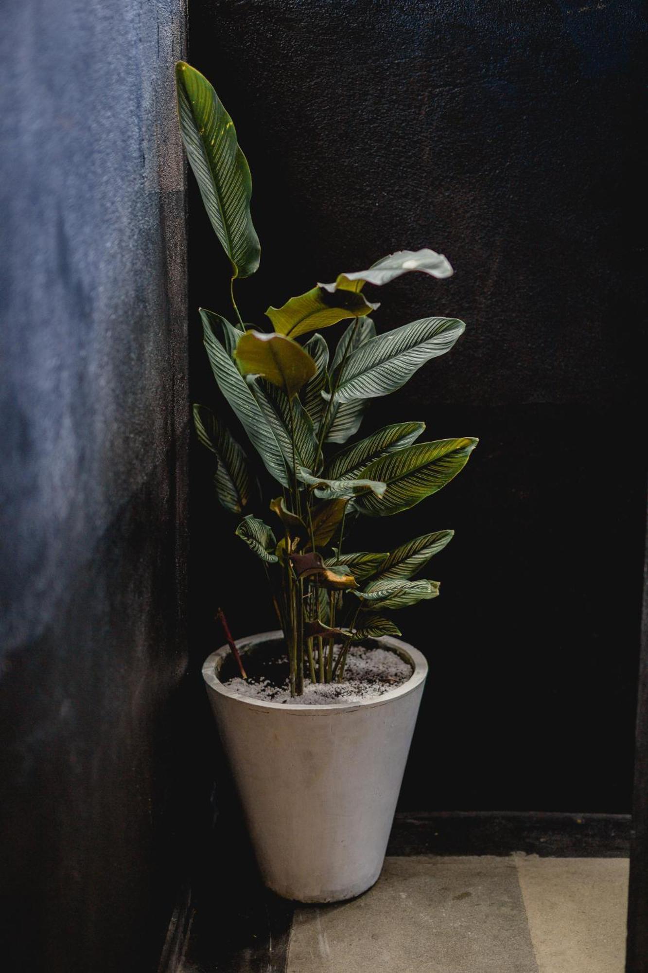Sugar Hostel Weligama - Coliving & Coworking Buitenkant foto